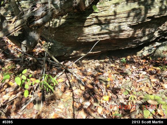 Timber Rattlesnake