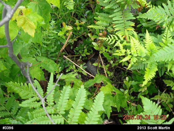 Timber Rattlesnake