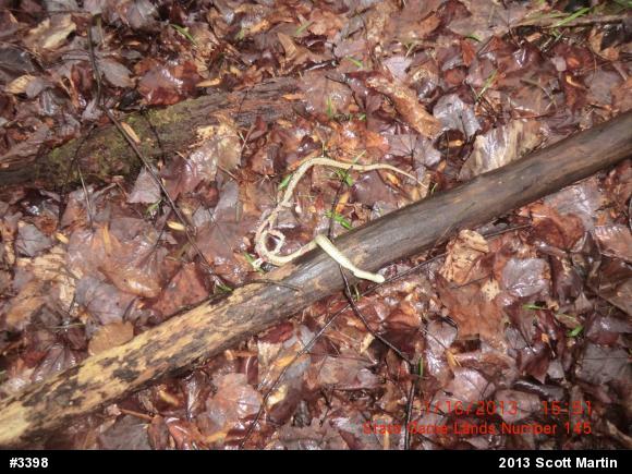 Eastern Gartersnake