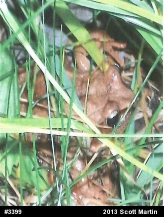 Wood Frog