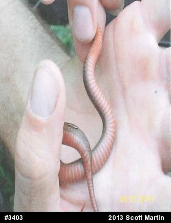 Red-bellied Snake