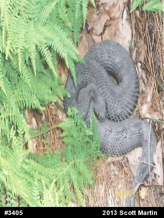 Timber Rattlesnake