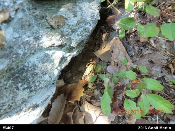 Northern Copperhead