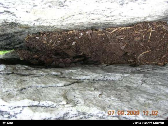 Northern Copperhead
