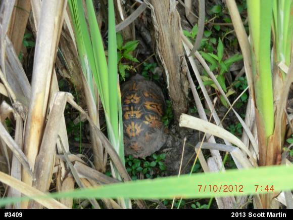 Eastern Box Turtle