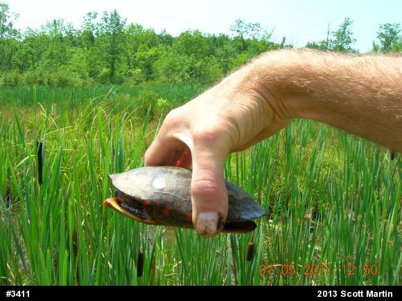 Painted Turtle