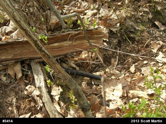 Eastern Ratsnake