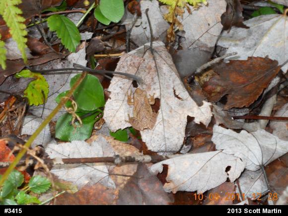 Spring Peeper