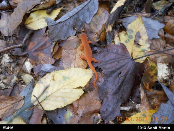 Red-spotted Newt