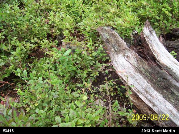 Timber Rattlesnake