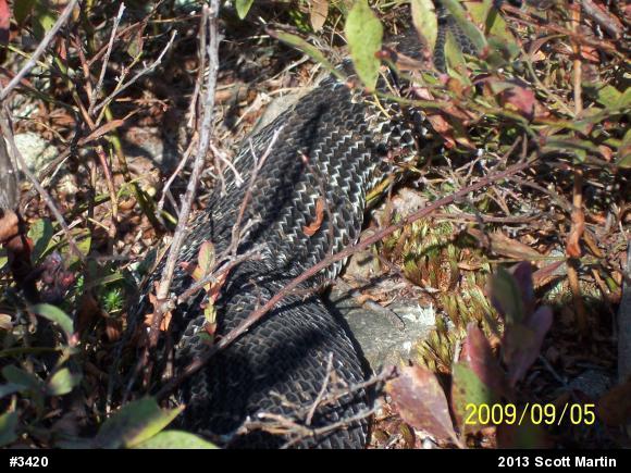 Timber Rattlesnake