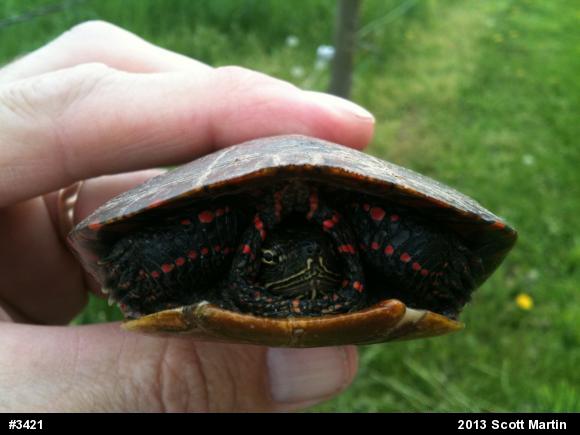 Painted Turtle