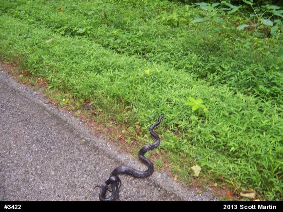 Eastern Ratsnake