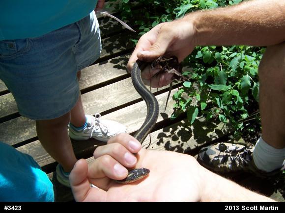 Eastern Gartersnake