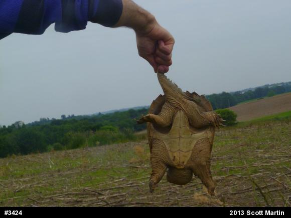 Snapping Turtle