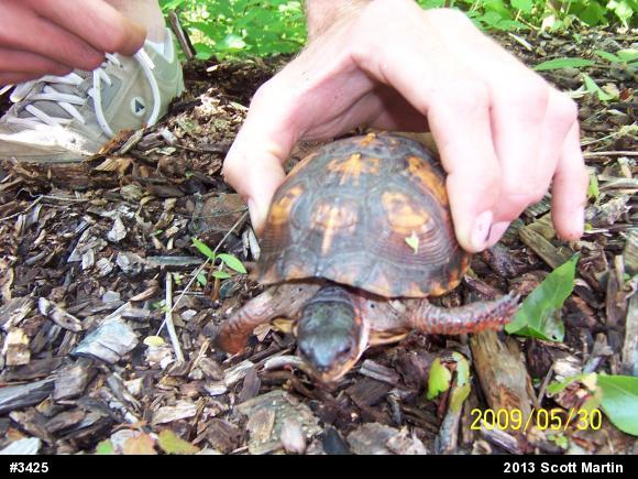 Eastern Box Turtle