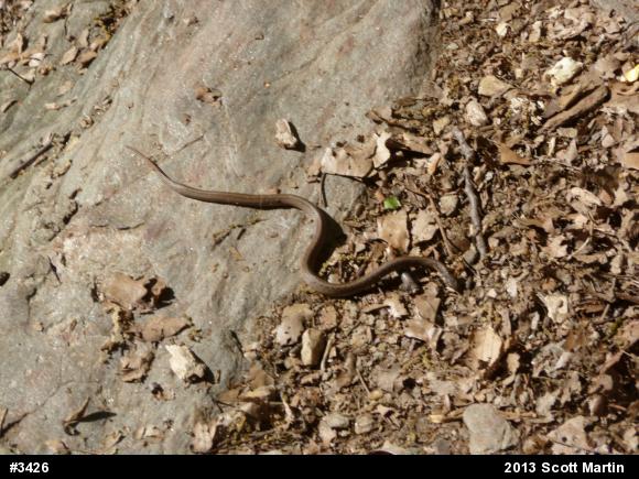Dekay's Brownsnake