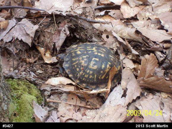 Eastern Box Turtle