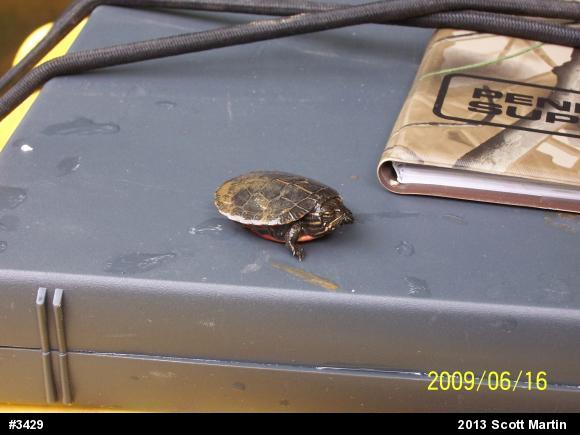 Painted Turtle
