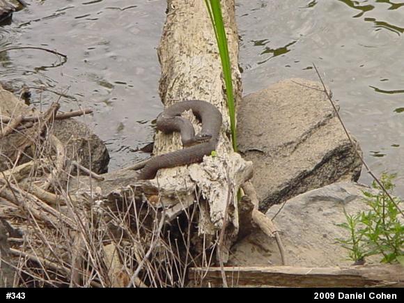 Northern Watersnake