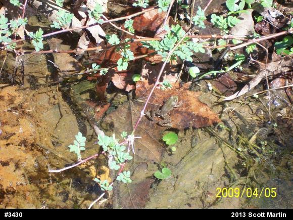 Green Frog