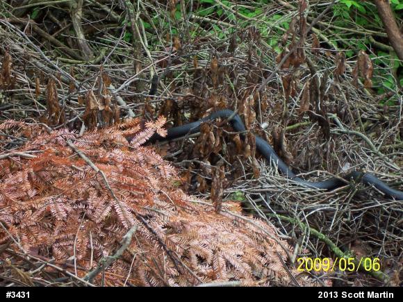 Northern Black Racer
