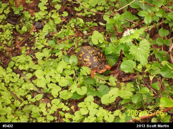 Eastern Box Turtle