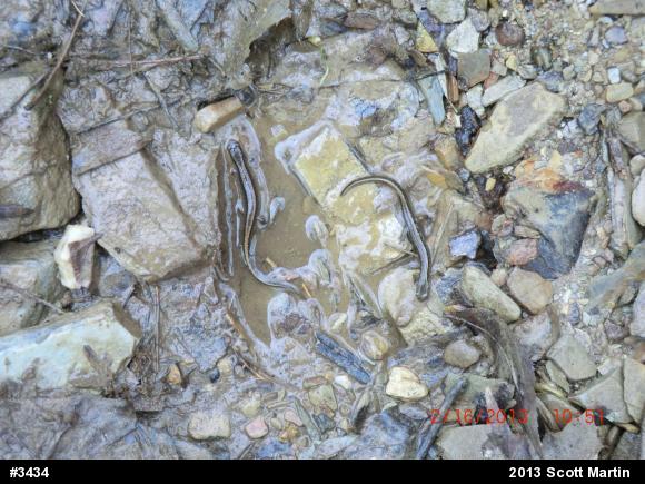 Northern Two-lined Salamander