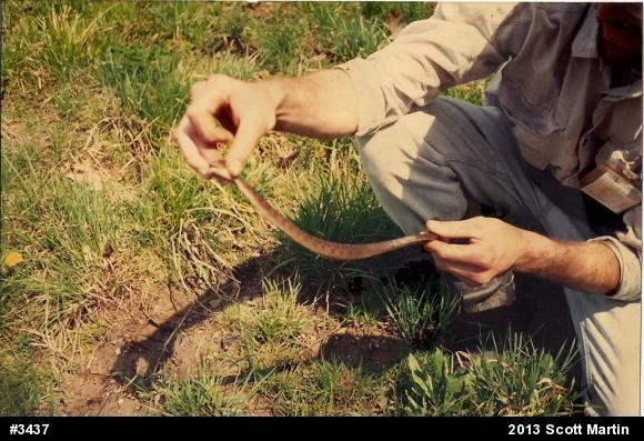 Northern Watersnake