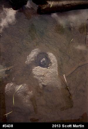 Snapping Turtle