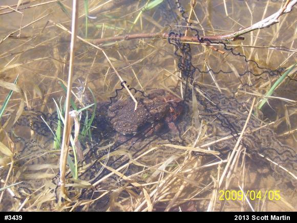 Eastern American Toad