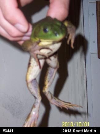 American Bullfrog
