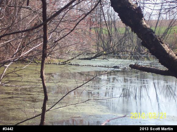 Painted Turtle