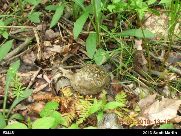 Eastern Box Turtle