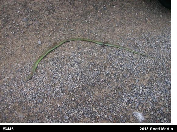 Smooth Greensnake