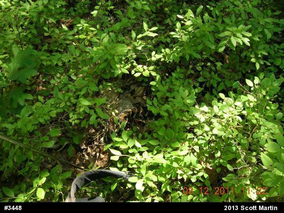 Timber Rattlesnake