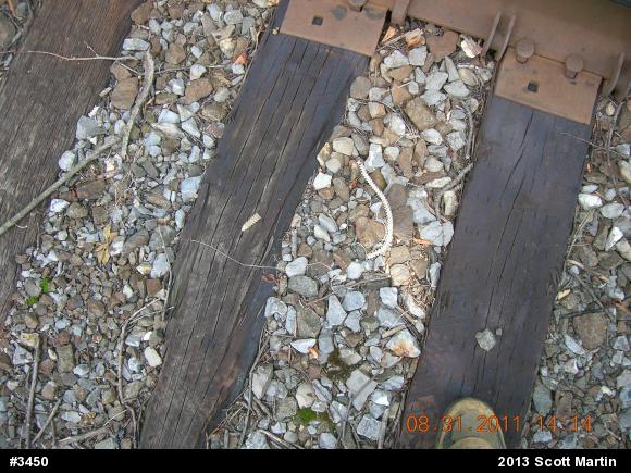 Timber Rattlesnake