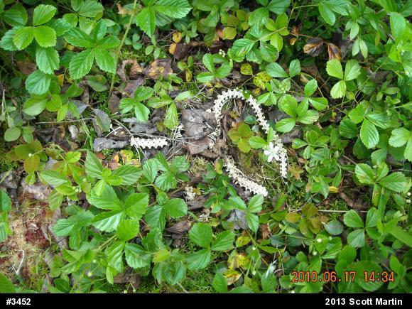 Timber Rattlesnake