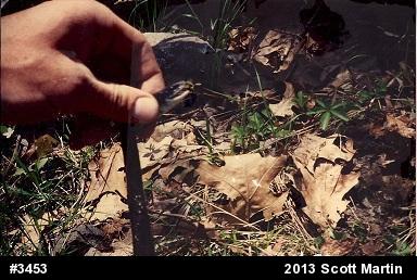 Eastern Ratsnake