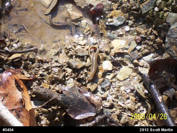 Northern Two-lined Salamander