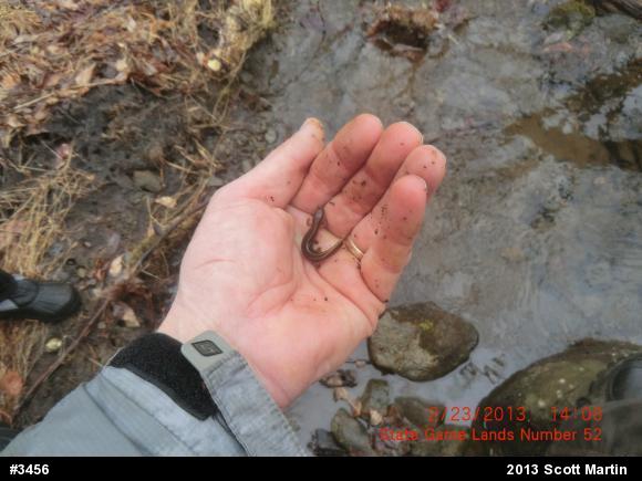 Northern Two-lined Salamander