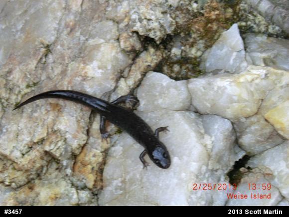 Northern Dusky Salamander