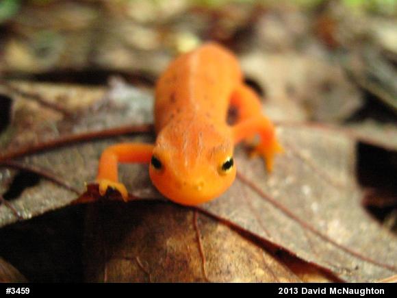 Red-spotted Newt