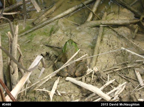 American Bullfrog