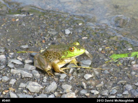 American Bullfrog