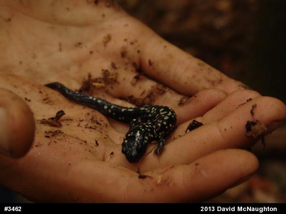 Northern Slimy Salamander