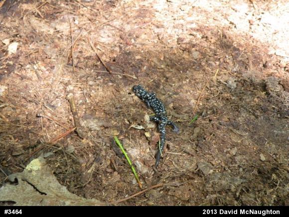 Northern Slimy Salamander