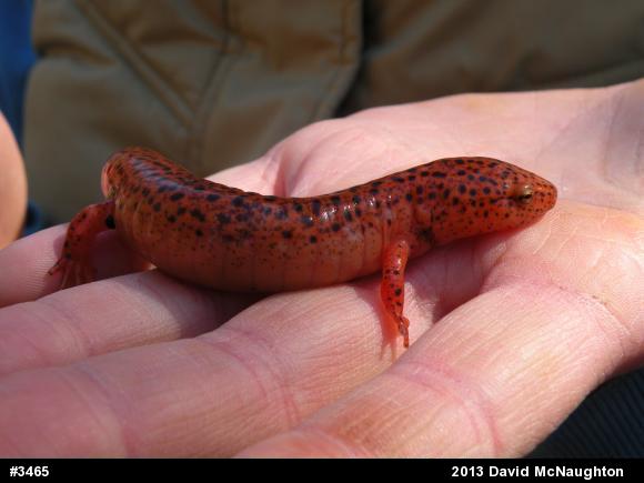 Northern Red Salamander