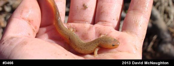 Northern Red Salamander