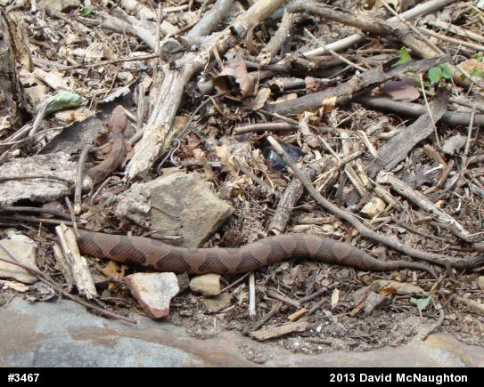 Northern Copperhead